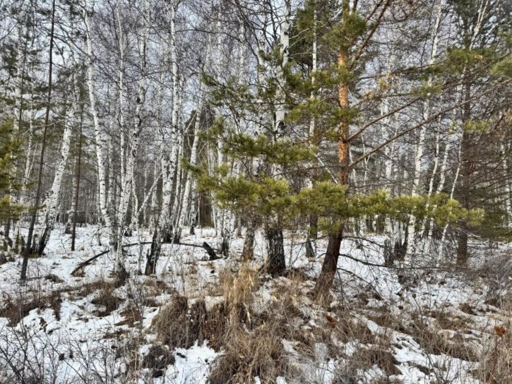 Земельный участок Байкальский тракт, 23-й километр, ДНП Жемчужина, 36